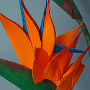 Flores Grandes de Flor de Maiz