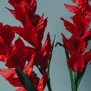 Mini Foxtail - Corn Husk Flower