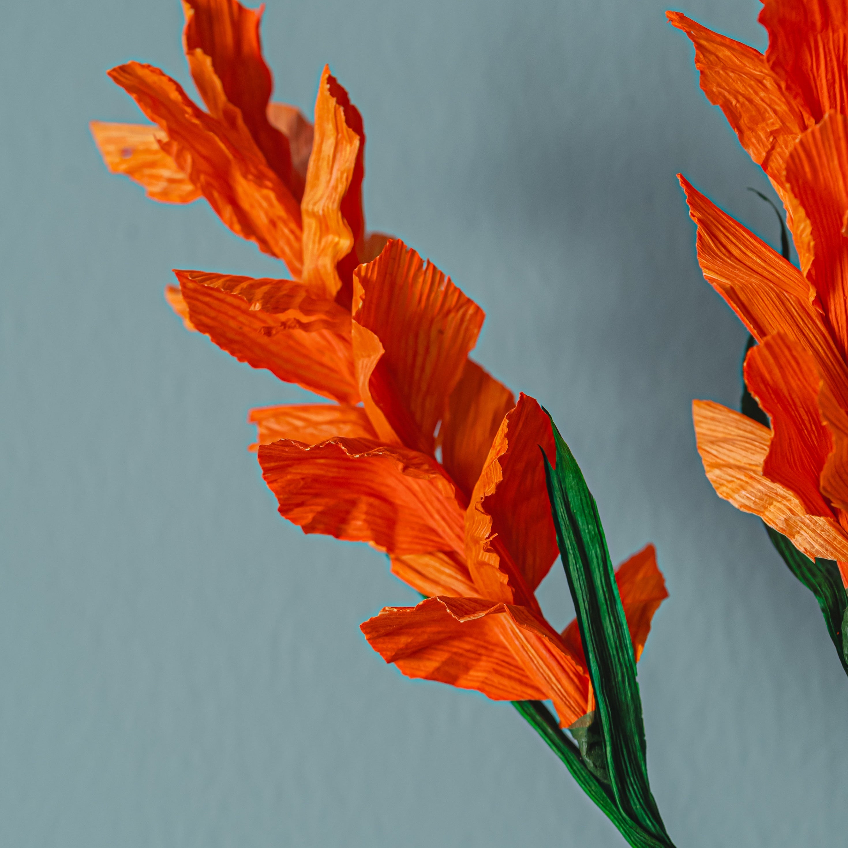 Mini Foxtail - Corn Husk Flower